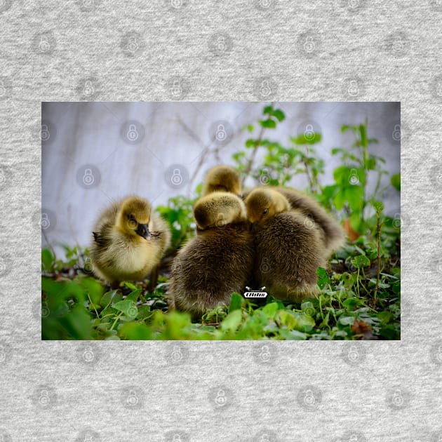 Chick Siblings / Swiss Artwork Photography by RaphaelWolf